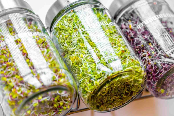 Keimglas Biosprosser 1700ml