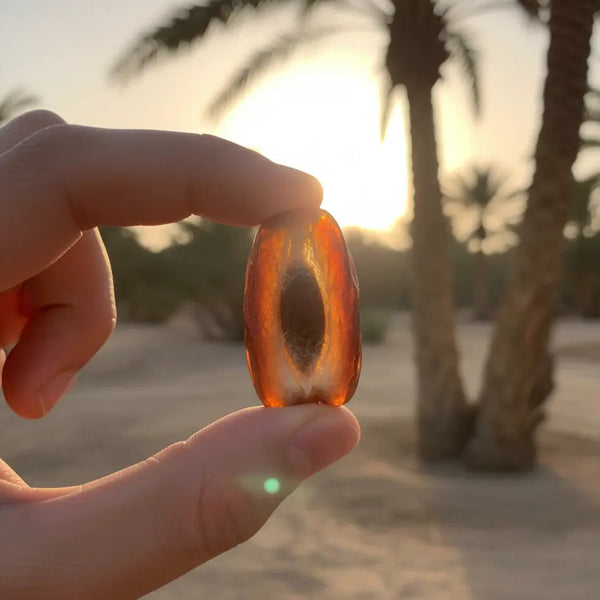 Datteln Bio "Deglet Nour" in Rohkostqualität