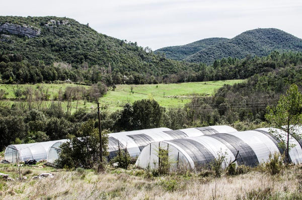 Spirulina-Bauernhof-Land-Cevennen-Frankreich