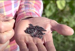 Sprossensamen_ch-motivation