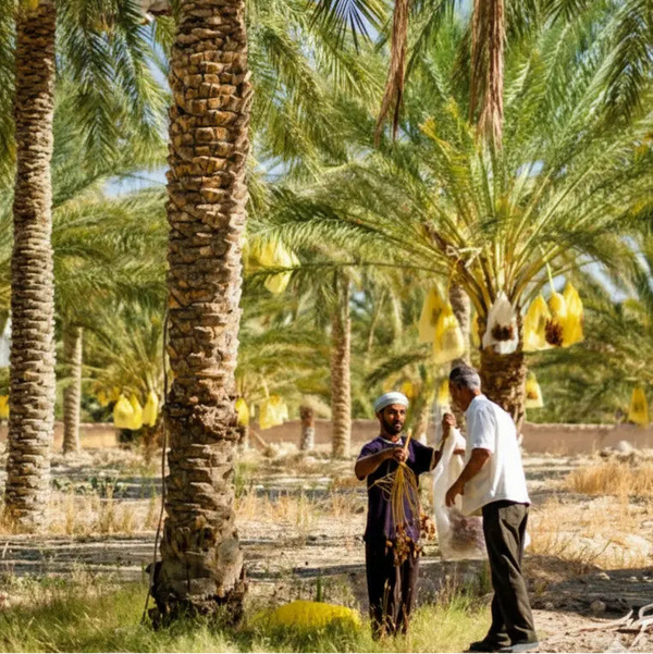 Deglet Nour Datteln 5 kg aus dem Tolga-Tal