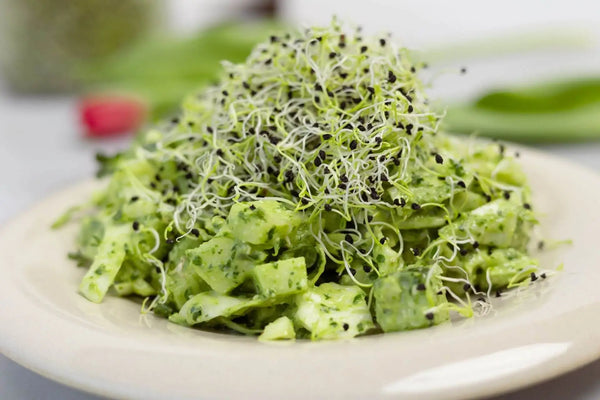 Green Goddess Salat mit Brokkoli Sprossen und Lauch Sprossen