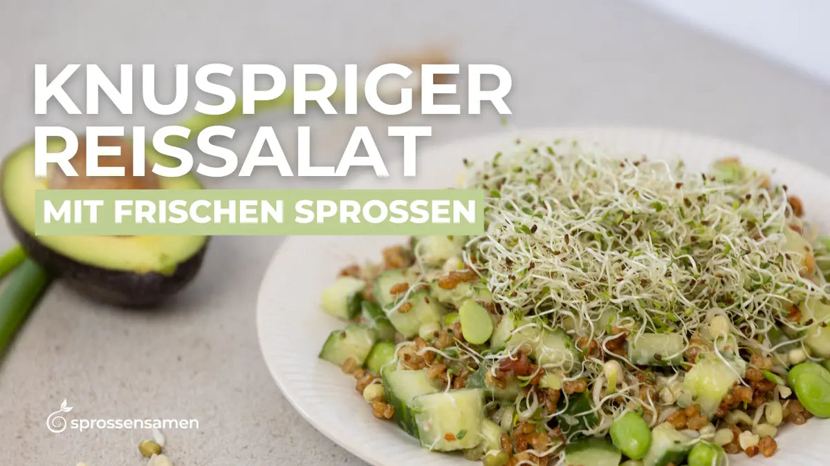 Crispy Rice Salat mit Alfalfa Sprossen und Mungbohnen Sprossen