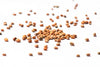 Rettich-Mix Sprossensamen Bio 250g geschenkt