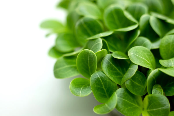 Mariendistel Microgreen in Bio-Qualität, natürliche Quelle für Nähr- und Vitalstoffe