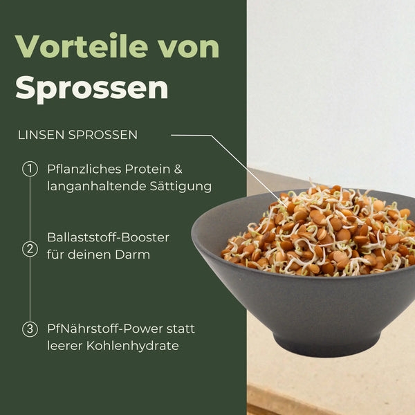 Berglinsen Sprossensamen Bio 500g