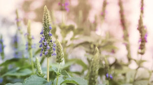 Chia-Samen, reich an Omega-3-Fettsäuren, Proteinen, Ballaststoffen, Calcium und Eisen, ideale Quelle für Energie und Nährstoffe