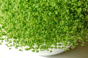 Anleitung zum Anbau von Chia-Microgreens: Frische, vitaminreiche Keimlinge als gesunde Ergänzung für Salate und Bowls