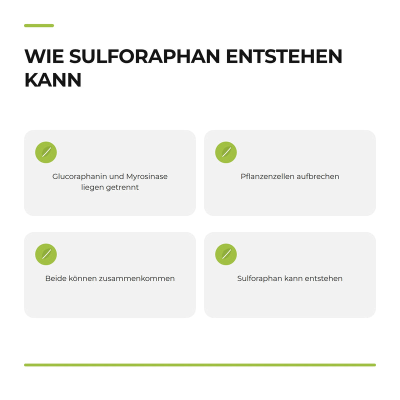 Page 28: Infografik „Wie Sulforaphan entstehen kann“