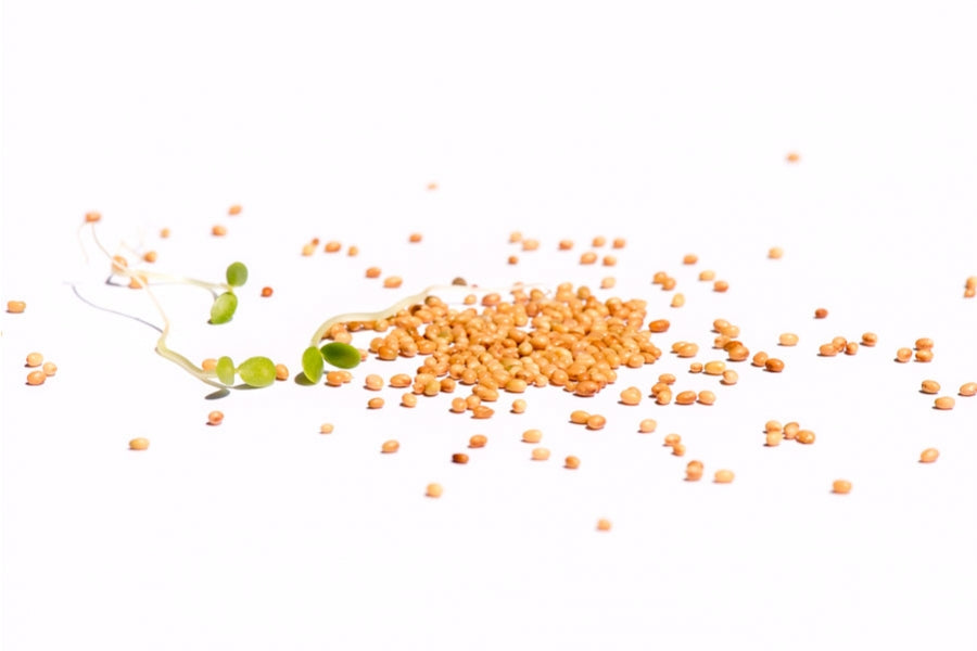 Rosenklee Bio Samensprossen 250g geschenkt